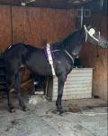 Standardbred Driving Mare