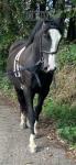 15.2hh Gelding 