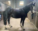 15.2hh Gelding 