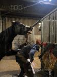 15.2hh Gelding 