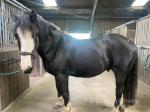 15.2hh Gelding 