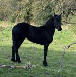 Black Pearl, Filly 