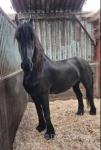 Black Pearl, Filly 