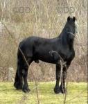 Black Pearl, Filly 