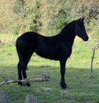 Black Pearl, Filly 