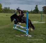 Polly, 12hh Riding Mare