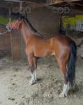11hh Hackney Ride and Drive Mare