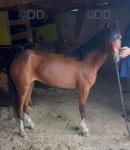 11hh Hackney Ride and Drive Mare