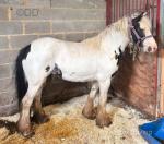 Filly Possibly in Foal 