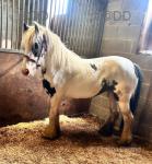 Filly Possibly in Foal 