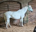 14.1hh Connemara Broodmare in Foal