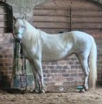 14.1hh Connemara Broodmare in Foal