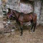 Maam Valley Dasher, Colt