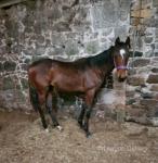 Maam Valley Dasher, Colt