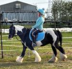 12.2hh Riding Gelding 