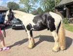 Big Win, 14.3hh Riding Gelding