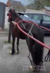 Driving Filly with Cart & Harness 