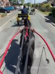 Driving Filly with Cart & Harness 
