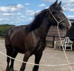 Shire x Filly