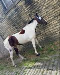 16hh Standardbred Ride and Drive Gelding 