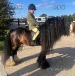 Jackson, 12.2hh Riding Gelding