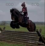 Jackson, 12.2hh Riding Gelding