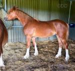 Red, Yearling Colt