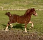 Red, Yearling Colt