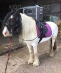 14hh Mare
