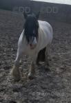 14hh Mare