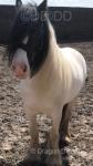 14hh Mare