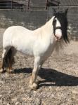 14hh Mare