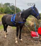 15.3hh Ride and Drive Stallion