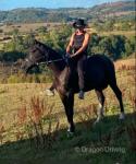 15.3hh Ride and Drive Stallion