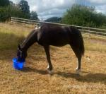 15.3hh Ride and Drive Stallion