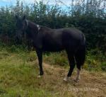 15.3hh Ride and Drive Stallion