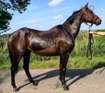 Bailey, 16hh Gelding