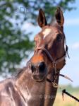 Bailey, 16hh Gelding