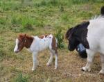 Coedpoeth Barney, Colt Foal