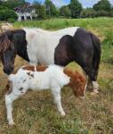 Coedpoeth Barney, Colt Foal