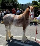 14.3hh Driving Mare