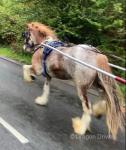 14.3hh Driving Mare