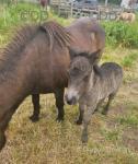 Coedpoeth Pebbles, Filly Foal