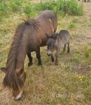Coedpoeth Pebbles, Filly Foal