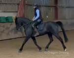 Sonic, 15hh PBA Gelding