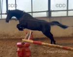 Sonic, 15hh PBA Gelding