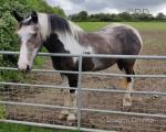 3 Year Old Filly
