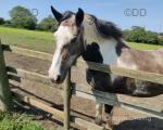 3 Year Old Filly