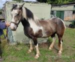 3 Year Old Filly