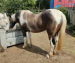 3 Year Old Filly